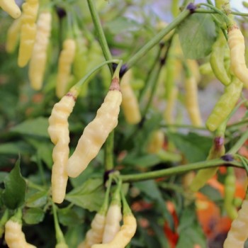 Chili Aribibbi Gusano (Schärfe 10) (Samen)
