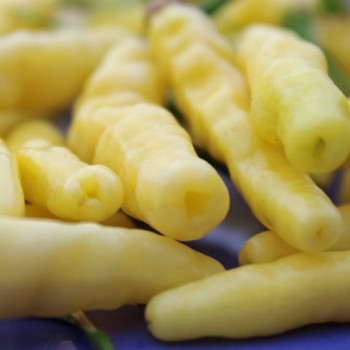 Chili Aribibbi Gusano (Schärfe 10) (Samen)
