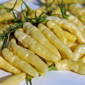 Chili Aribibbi Gusano (Schärfe 10) (Samen)