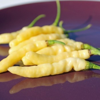 Chili Aribibbi Gusano (Schärfe 10) (Samen)