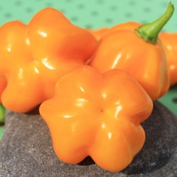 Chili Aucaja Amarilla (Schärfe 2) (Samen)
