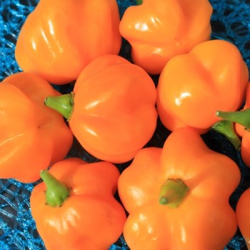 Chili Aucaja Amarilla (Schärfe 2) (Samen)