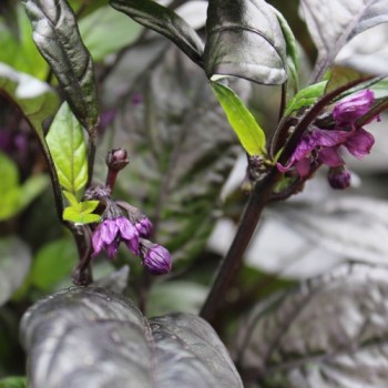 Chili Black Pearl (Schärfe 8) (Samen)