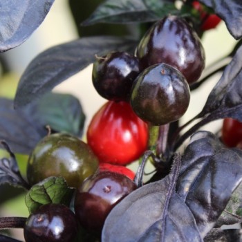 Chili Black Pearl (Schärfe 8) (Samen)