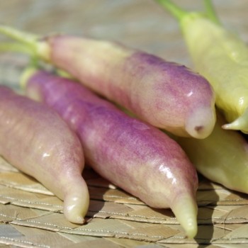 Chili Blondy (Schärfe 5) (Samen)