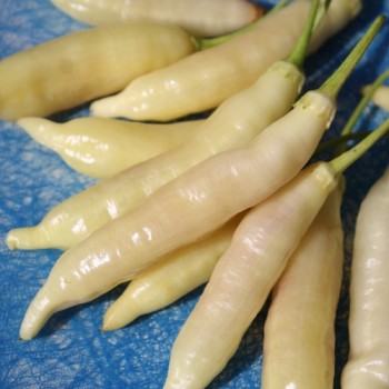 Chili Blondy (Schärfe 5) (Samen)
