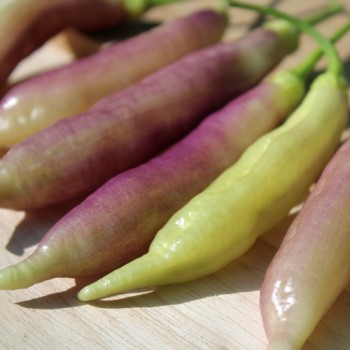 Chili Blondy (Schärfe 5) (Samen)