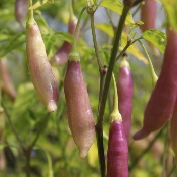 Chili Blondy (Schärfe 5) (Samen)