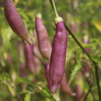Chili Blondy (Schärfe 5) (Samen)