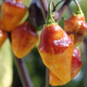 Chili Bolivian Bumpy (Schärfe 9) (Samen)