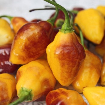 Chili Bolivian Bumpy (Schärfe 9) (Samen)