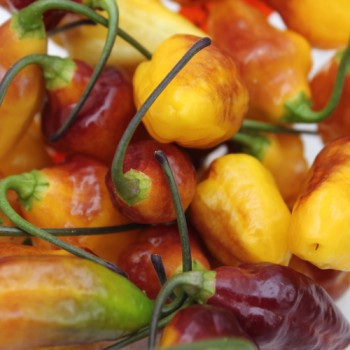 Chili Bolivian Bumpy (Schärfe 9) (Samen)