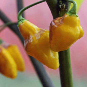 Chili Bolivian Bumpy (Schärfe 9) (Samen)