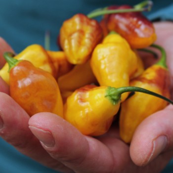 Chili Bolivian Bumpy (Schärfe 9) (Samen)
