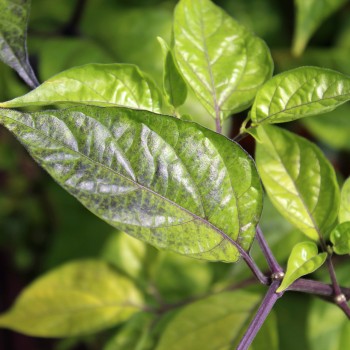 Chili Bolivian Bumpy (Schärfe 9) (Samen)