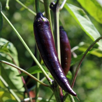 Chili Buena Mulata (Schärfe 5) (Samen)