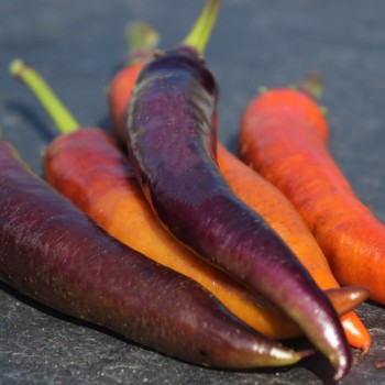 Chili Buena Mulata (Schärfe 5) (Samen)