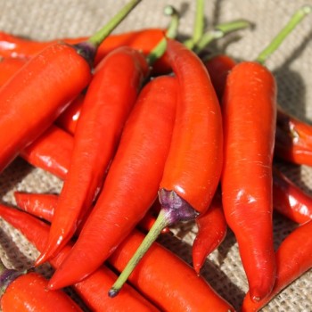 Chili Buena Mulata (Schärfe 5) (Samen)
