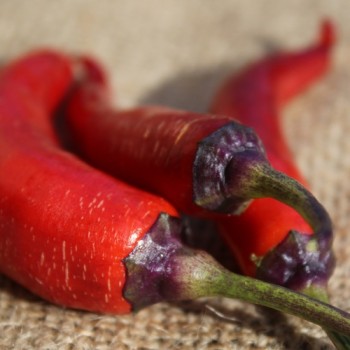 Chili Buena Mulata (Schärfe 5) (Samen)