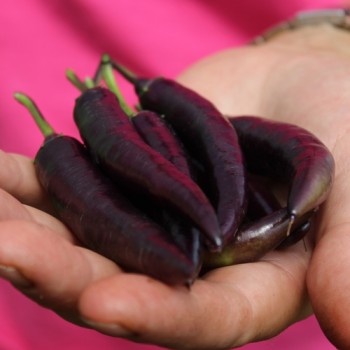 Chili Buena Mulata (Schärfe 5) (Samen)