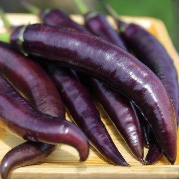 Chili Buena Mulata (Schärfe 5) (Samen)