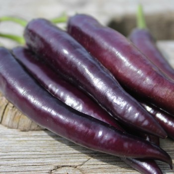 Chili Buena Mulata (Schärfe 5) (Samen)