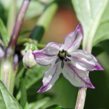 Chili Buena Mulata (Schärfe 5) (Samen)