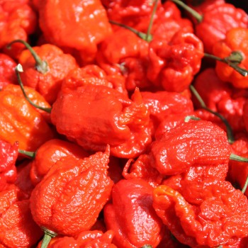 Chili Carolina Reaper (Schärfe 10+)(Samen)