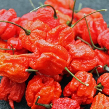 Chili Carolina Reaper (Schärfe 10+)(Samen)