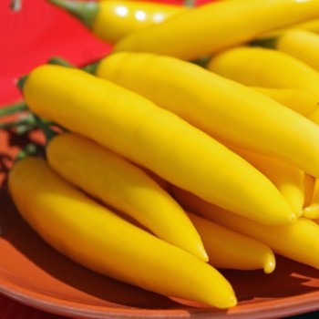 Chili Cayenne Yellow (Schärfe 6) (Samen)