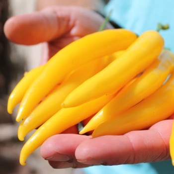 Chili Cayenne Yellow (Schärfe 6) (Samen)