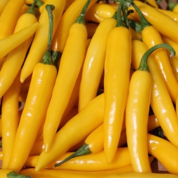Chili Cayenne Yellow (Schärfe 6) (Samen)