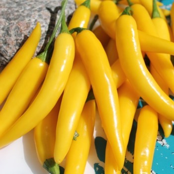 Chili Cayenne Yellow (Schärfe 6) (Samen)