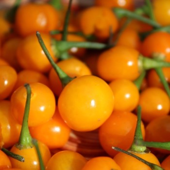 Chili Charapita (Schärfe 9) (Samen)