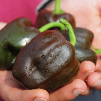 Chili Chihuacle Negro (Schärfe 7)  (Samen)