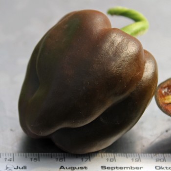 Chili Chihuacle Negro (Schärfe 7)  (Samen)