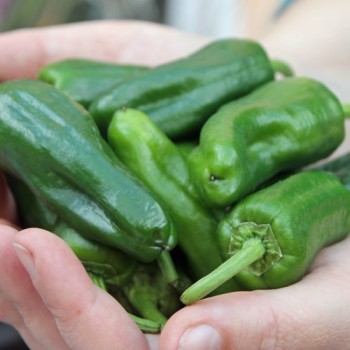 Gemüsechili Friariello Nocera (Schärfe 0) (Samen)