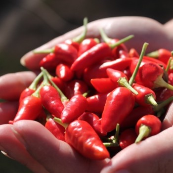 Chili Chinese Flame (Schärfe 2) (Samen)