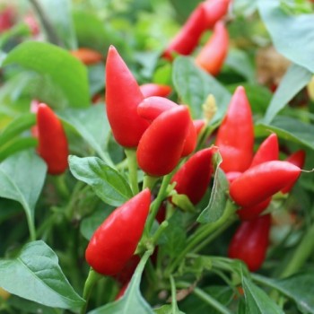 Chili Chinese Flame (Schärfe 2) (Samen)
