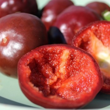 Chili Chocolate Cherry Pepper (Schärfe 3) (Samen)