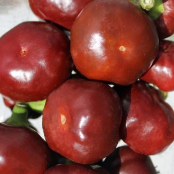 Chili Chocolate Cherry Pepper (Schärfe 3) (Samen)