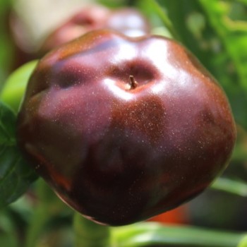 Chili Chocolate Cherry Pepper (Schärfe 3) (Samen)