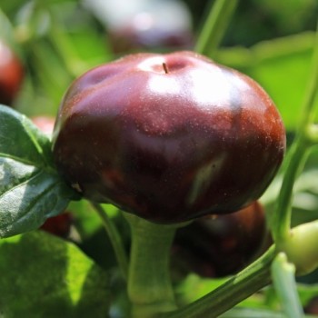 Chili Chocolate Cherry Pepper (Schärfe 3) (Samen)