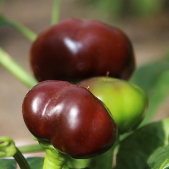 Chili Chocolate Cherry Pepper (Schärfe 3) (Samen)
