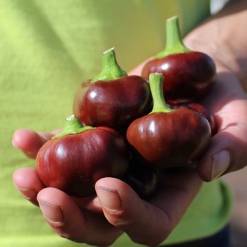 Chili Chocolate Cherry Pepper (Schärfe 3) (Samen)