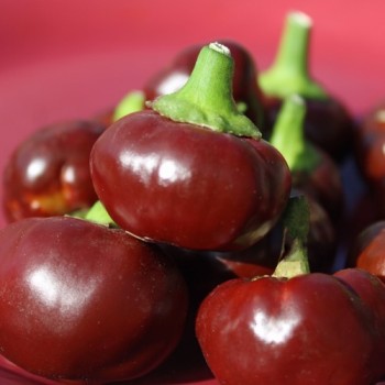 Chili Chocolate Cherry Pepper (Schärfe 3) (Samen)