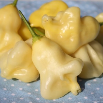 Chili Dulce Luna (Schärfe 2) (Samen)