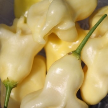Chili Dulce Luna (Schärfe 2) (Samen)