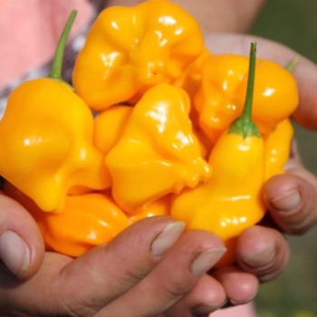 Chili Dulce Sol (Schärfe 2) (Samen)
