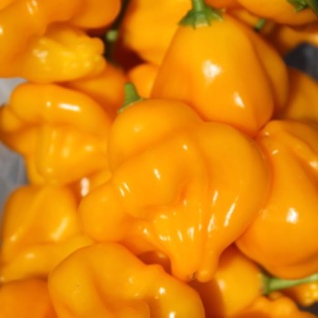 Chili Dulce Sol (Schärfe 2) (Samen)